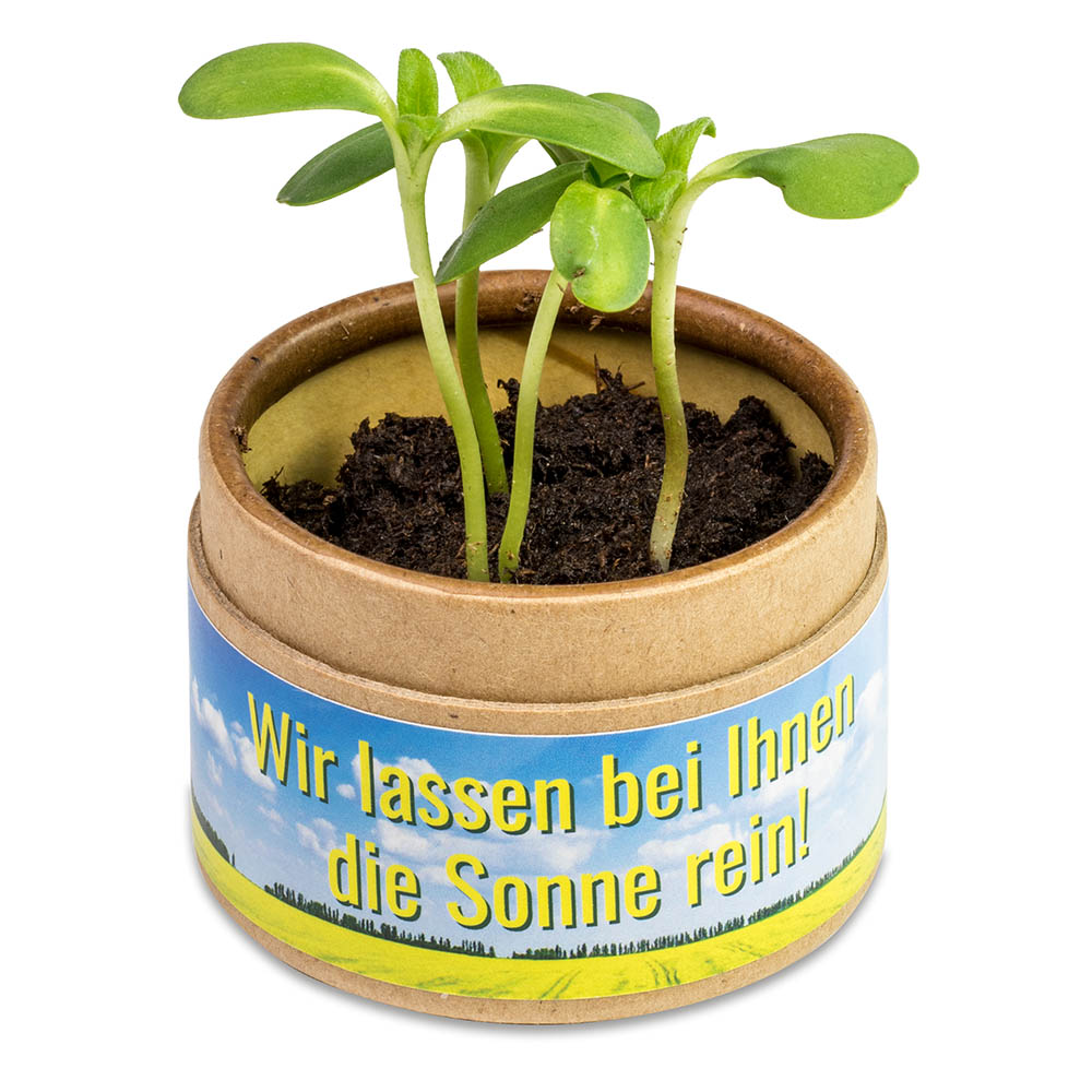 Pflanz-Cup mit Samen - Ringelblume