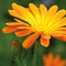Pflanz-Cup mit Samen - Ringelblume