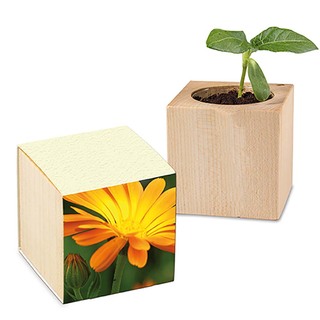 Pflanz-Holz mit Samen (Graspapier-Banderole) - Ringelblume, 1 Seite gelasert