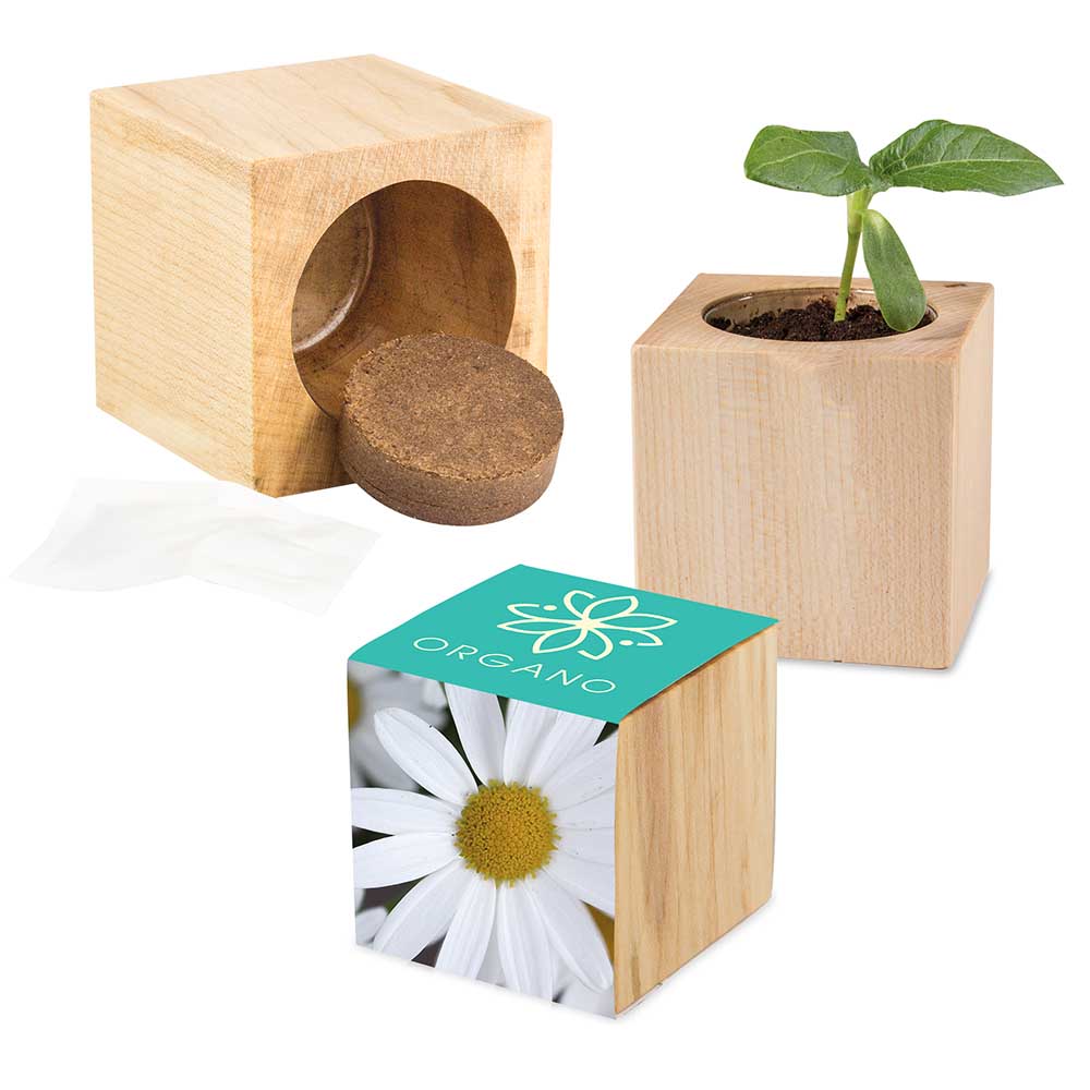 Pflanz-Holz Maxi mit Samen - Margerite