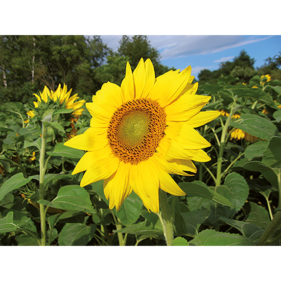 Pflanz-Holz Büro mit Samen - Sonnenblume, 2 Seiten gelasert