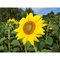 Pflanz-Holz Büro mit Samen - Sonnenblume, 2 Seiten gelasert