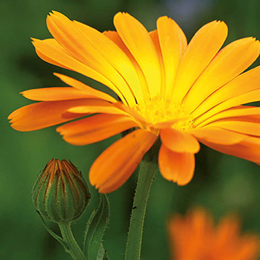 Pflanz-Kork rund mit Samen - Ringelblume, Rundum-Lasergravur