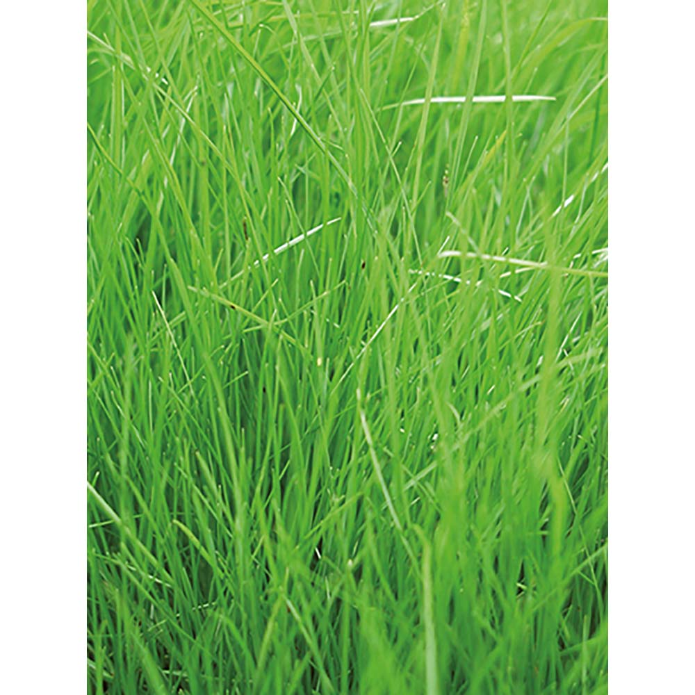 Pflanz-Fässchen mit Samen - Gras