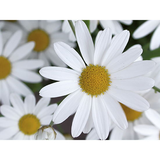 Pflanz-Fässchen mit Samen - Margerite, Lasergravur