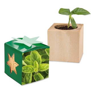 Pflanz-Holz Star-Box mit Samen - Majoran, 2 Seiten gelasert