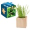 Pflanz-Holz Maxi Star-Box mit Samen - Glücksklee-Zwiebel, 1 Seite gelasert (* Je nach Verfügbarkeit der Glücksklee-Zwiebeln)