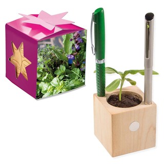 Pflanz-Holz Büro Star-Box mit Samen - Kräutermischung, 1 Seite gelasert