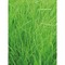 Pflanz-Holz Grande mit Samen - Gras, 1 Seite gelasert