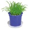 Florero-Töpfchen mit Samen - blau - Gras
