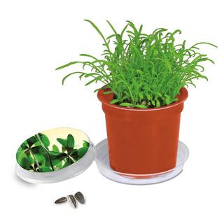 Florero-Töpfchen mit Samen - terracotta - Glücksklee-Zwiebel (* Je nach Verfügbarkeit der Glücksklee-Zwiebeln)