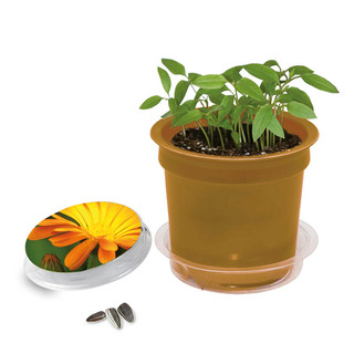 Florero-Töpfchen mit Samen - gold - Ringelblume
