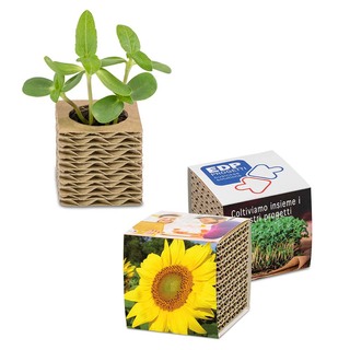 Wellkarton-Pflanzwürfel Mini mit Samen - Sonnenblume